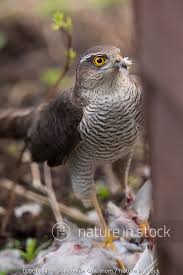 Attēlu rezultāti vaicājumam “Accipiter nisus female”