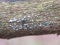 Attēlu rezultāti vaicājumam “Propolis farinosa”