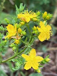 Attēlu rezultāti vaicājumam “Hypericum perforatum flower”