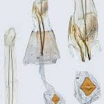 Attēlu rezultāti vaicājumam “Carpatolechia alburnella”