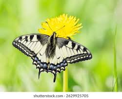 Attēlu rezultāti vaicājumam “Papilio machaon”