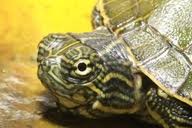 Attēlu rezultāti vaicājumam “Reticularia jurana”