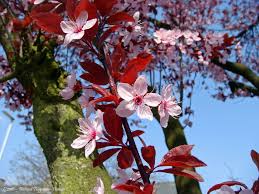 Attēlu rezultāti vaicājumam “Prunus cerasifera var. divaricata flower”