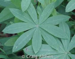 Attēlu rezultāti vaicājumam “Lupinus polyphyllus leaf”