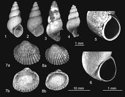Attēlu rezultāti vaicājumam “Balanus improvisus”