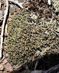 Attēlu rezultāti vaicājumam “Hedwigia ciliata sporophyte”