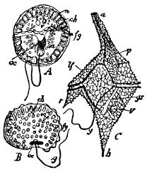 Attēlu rezultāti vaicājumam “Lycogala botrydium spores”