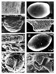 Attēlu rezultāti vaicājumam “Licea minima sessile”