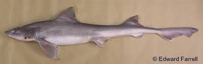 Image result for Mustelus asterias