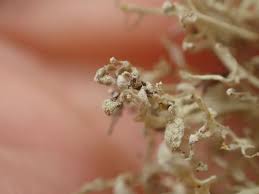 Attēlu rezultāti vaicājumam “Ramalina pollinaria”