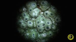 Attēlu rezultāti vaicājumam “Pertusaria pertusa”