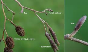 Attēlu rezultāti vaicājumam “Alnus glutinosa”