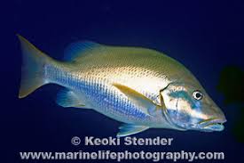 Image result for Lutjanus jocu