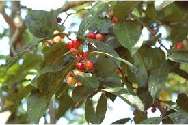 Attēlu rezultāti vaicājumam “Libanotis montana fruit”