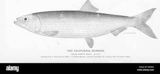 Image result for Clupea pallasii