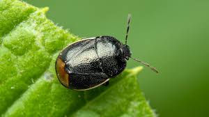 Attēlu rezultāti vaicājumam “Cydnidae”