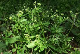 Attēlu rezultāti vaicājumam “Galium schultesii”