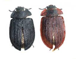 Attēlu rezultāti vaicājumam “Peltis grossa”