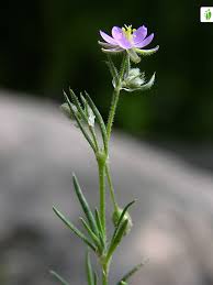Attēlu rezultāti vaicājumam “Spergularia rubra leaf”