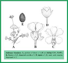 Attēlu rezultāti vaicājumam “Androsace septentrionalis fruit”