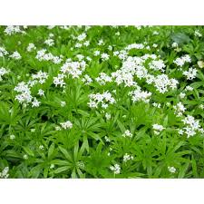 Attēlu rezultāti vaicājumam “Galium odoratum”