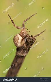 Attēlu rezultāti vaicājumam “Xysticus bifasciatus”