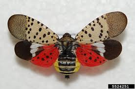 Attēlu rezultāti vaicājumam “Lycogala persicum macro”