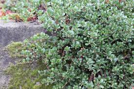 Attēlu rezultāti vaicājumam “Exobasidium uvae-ursi”