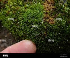 Attēlu rezultāti vaicājumam “Gymnostomum aeruginosum”