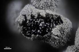 Attēlu rezultāti vaicājumam “Lindbladia tubulina spores”