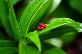 Attēlu rezultāti vaicājumam “Pyrochroidae imago”