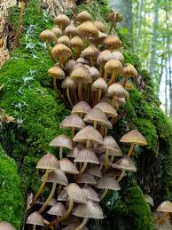 Attēlu rezultāti vaicājumam “Mycena”
