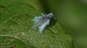 Attēlu rezultāti vaicājumam “Prociphilus xylostei”