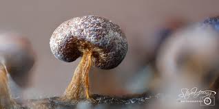 Attēlu rezultāti vaicājumam “Badhamia melanospora macro”