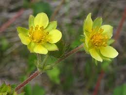 Attēlu rezultāti vaicājumam “Potentilla erecta bud”