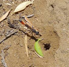 Attēlu rezultāti vaicājumam “Ammophila sp.”