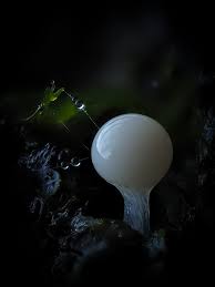 Attēlu rezultāti vaicājumam “Arcyria helvetica stalked”