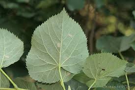 Attēlu rezultāti vaicājumam “Tilia x moltkei”