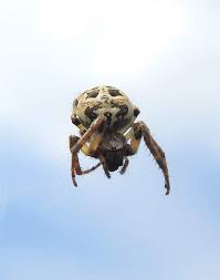 Attēlu rezultāti vaicājumam “Larinioides cornutus”