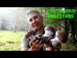 Attēlu rezultāti vaicājumam “Cortinarius praestans”