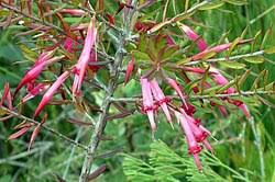 Attēlu rezultāti vaicājumam “Tubifera applanata sessile”