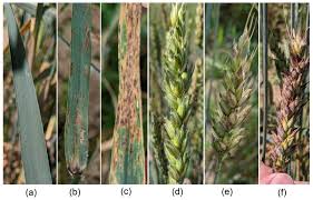 Attēlu rezultāti vaicājumam “Stemonitopsis hyperopta macro”
