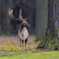 Attēlu rezultāti vaicājumam “Dama dama”