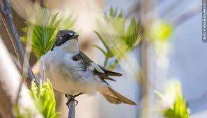 Attēlu rezultāti vaicājumam “Ficedula hypoleuca female”