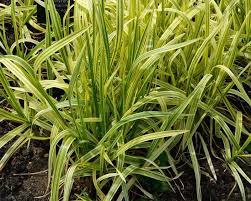 Attēlu rezultāti vaicājumam “Glyceria maxima leaf”