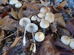 Attēlu rezultāti vaicājumam “Mycena zephirus”