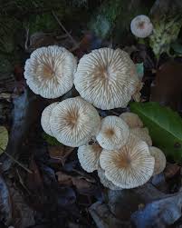 Attēlu rezultāti vaicājumam “Collybia sp.”