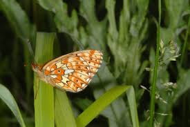 Attēlu rezultāti vaicājumam “Boloria eunomia underside”