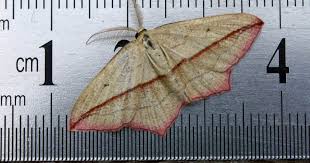 Attēlu rezultāti vaicājumam “Timandra comae”