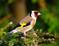 Attēlu rezultāti vaicājumam “Carduelis carduelis”